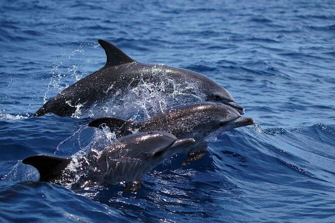 Magic Dolphin Sea Safaris - Meeting and Pickup