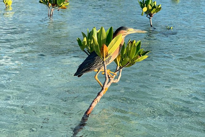 Mangrove & Iguana Clear Kayak Tour - Transparent Kayaks and Safety