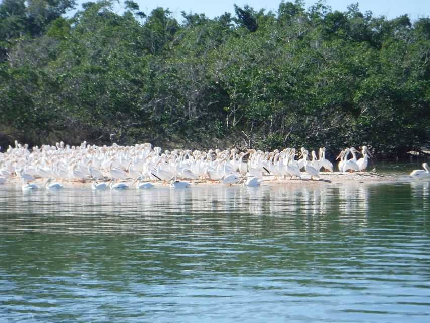 Marco Island: 1Ten Thousand Islands Dolphin & Shelling Tour - Pricing and Booking