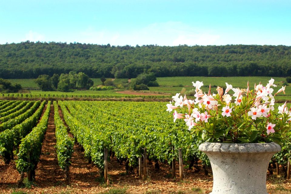 Marne: 2-Day Champagne Tour With Tastings and Lunches - Coteaux Sud Cellar Tasting