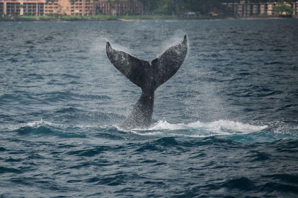 Maui: Alii Nui Whale Watch & Catamaran Sail - Booking and Cancellation