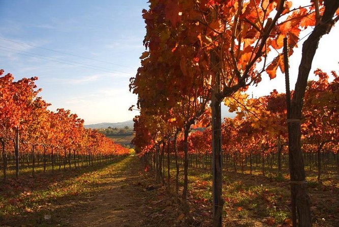 Montefalco: Winery and Oil Mill Tour in With Light Lunch - Scenic Landscapes of Perugia