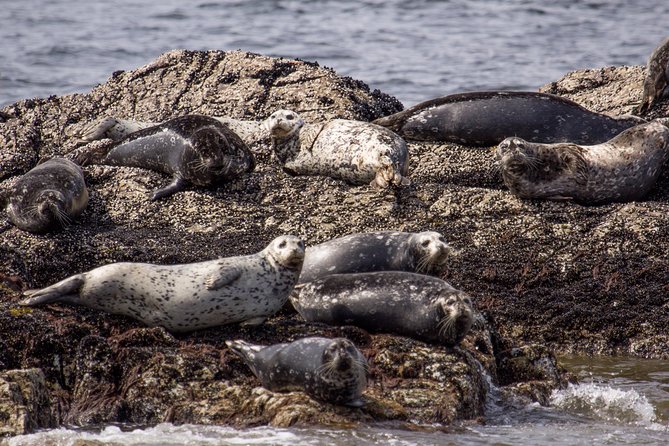 Morning Kayak & Seal Cruise - Meeting Point and Directions