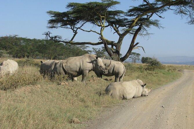 Nairobi Park Wildlife Safari - Traveler Considerations