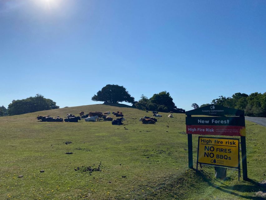 New Forest Discovery Walk (Lyndhurst) - Wildlife and Flora Exploration