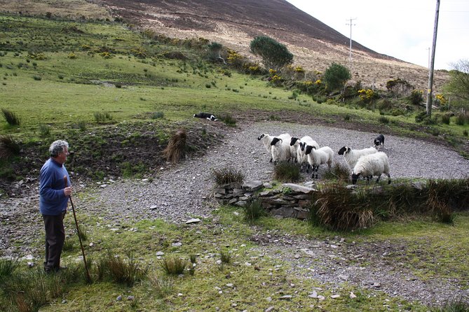 NO 1 Ring of Kerry Tour Inc Killarney Lakes & National Park - Kerry Bog Village Museum