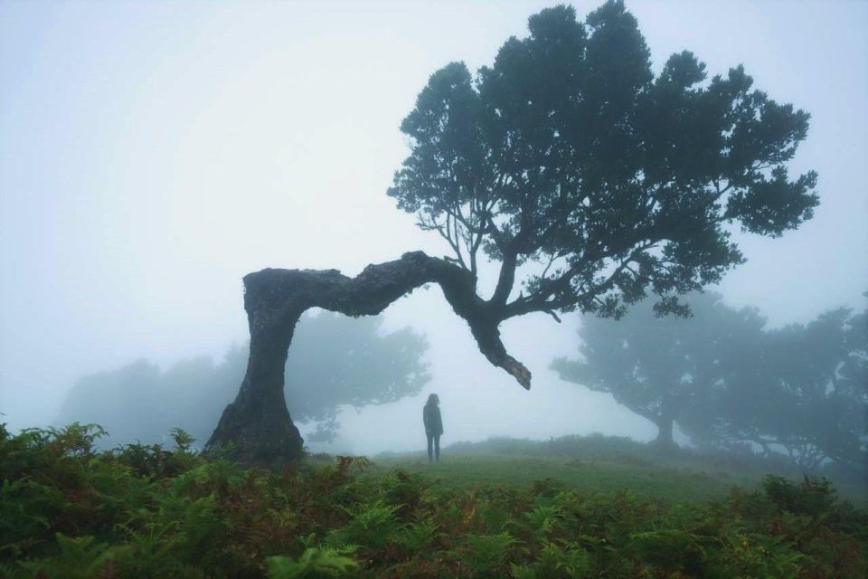 Northwests 50 Shades of Green, Rock Pools & Waterfalls Tour - Laurel Forest Visit