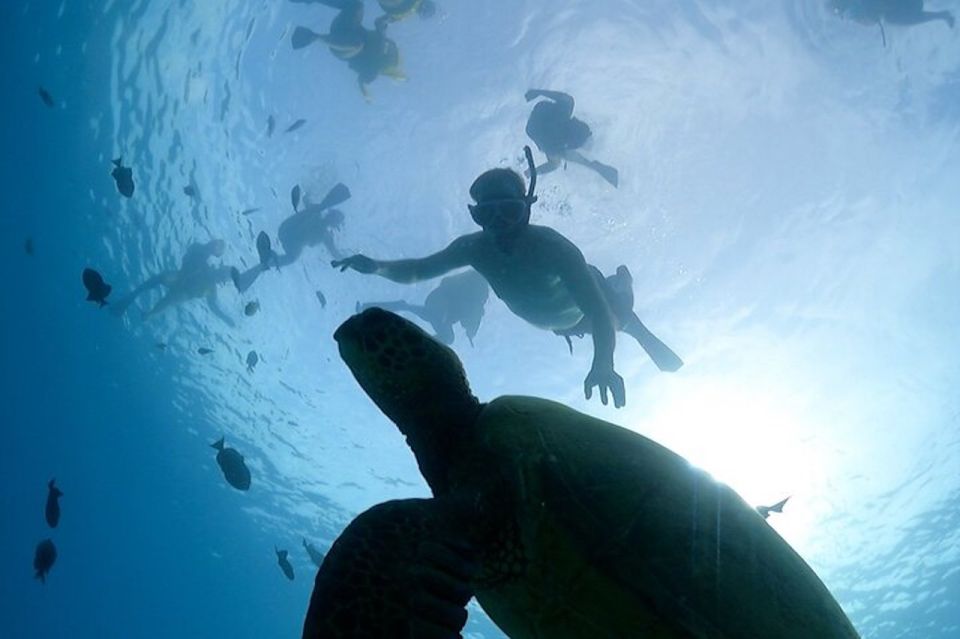 Oahu: Waikiki Turtle Snorkeling Adventure Cruise - Important Information