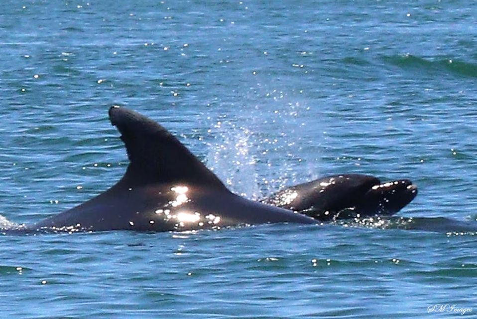 Olhão: Dolphin and Wildlife Watching Boat Tour - Additional Information