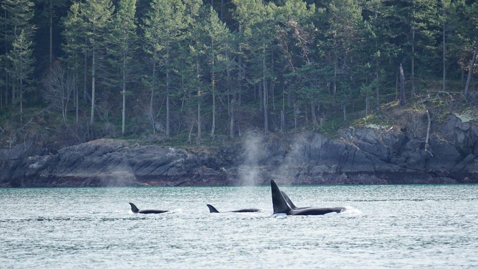 Orcas Island: Orca Whales Guaranteed Boat Tour - Vessel and Guide Details