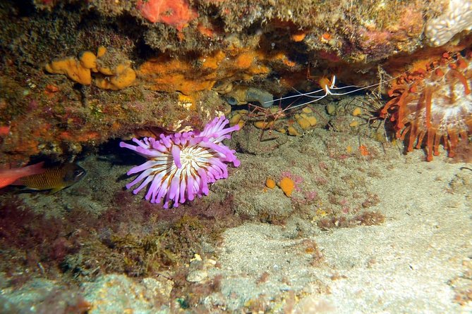 PADI Open Water Course in Gran Canaria - Included in the Course