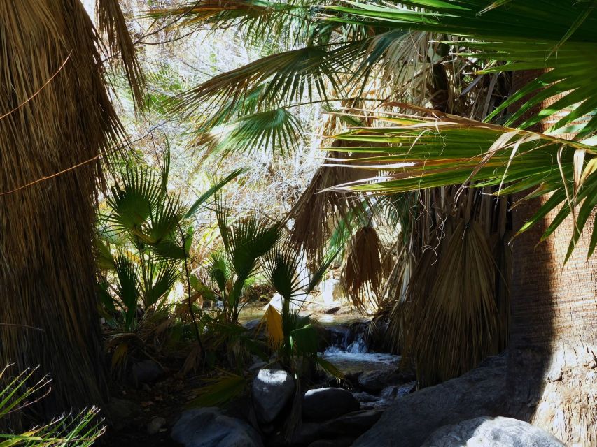 Palm Springs: Indian Canyons Hiking Tour by Jeep - Palm Tree Oases