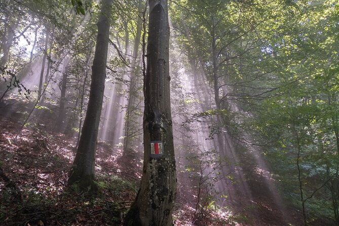 Piatra Craiului National Park Private Hiking Tour From Brasov - Group Size and Experience