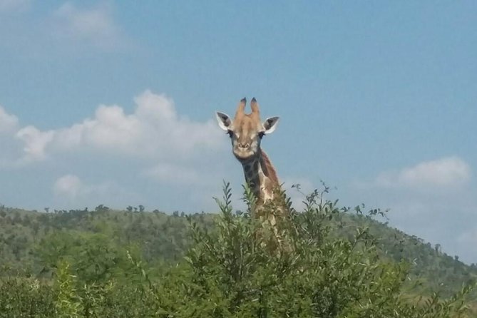 Pilanesberg Camping Safari From Johannesburg - Guided Game Drives Overview