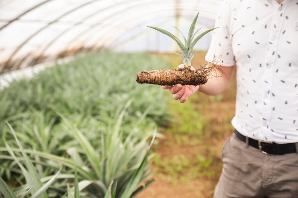 Pineapple Greenhouse Hot Tube and Pineapple Tour - Additional Information