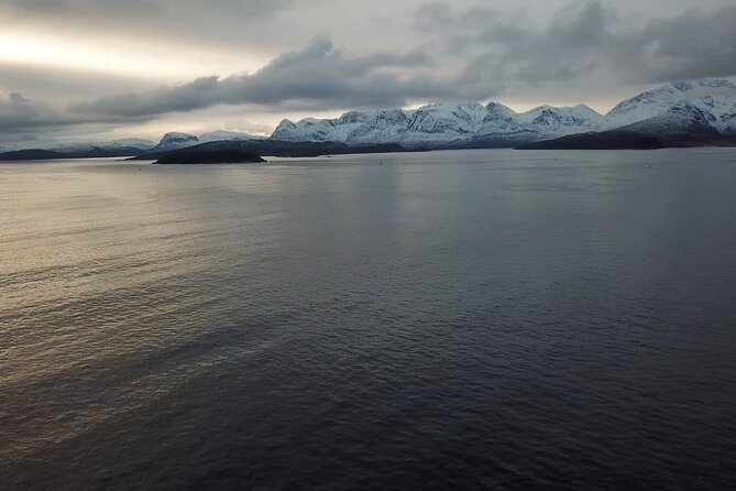 Polar Whale Safari From Tromsø - Booking and Logistics