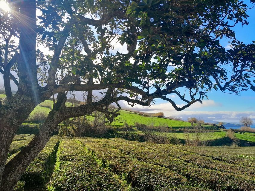 Ponta Delgada: East Circle, Furnas Volcano, & Northeast Tour - Ribeira Dos Caldeirões Natural Park