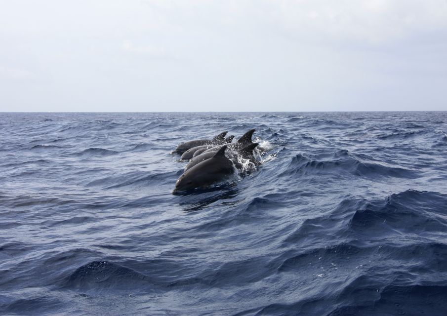 Portimão: Dolphin Watching on the Algarve Coast - Dolphin Sighting Opportunities