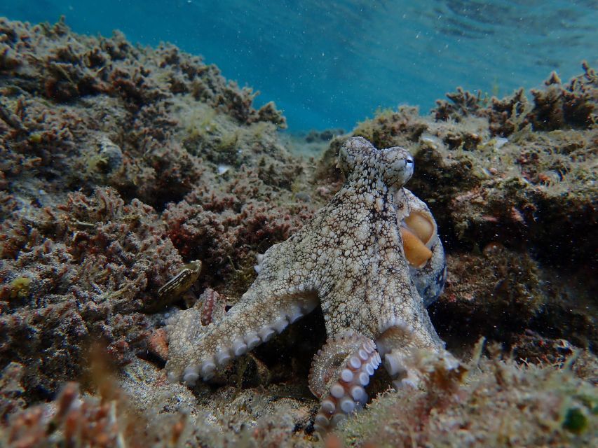 Porto Santo: Snorkeling Tour - Included Amenities