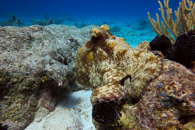 Private 2 Tank Guided Experience in Curaçao for Certified Divers - Policies