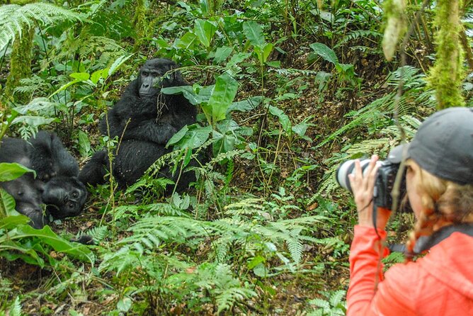 Private 3 Day Gorilla Trekking Safari in Uganda - Package Details and Inclusions