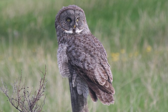 Private Birdwatching Activity in Penticton - Cancellation Policy