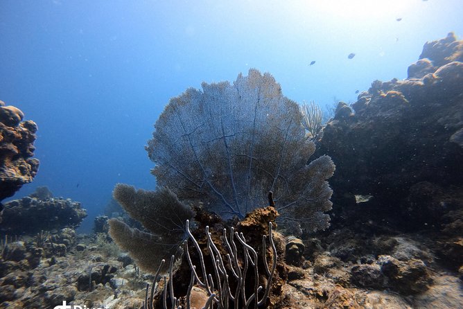 Private Full Day Guided Snorkeling or Diving Charter in St Thomas - Private Tour and Cruise Ship