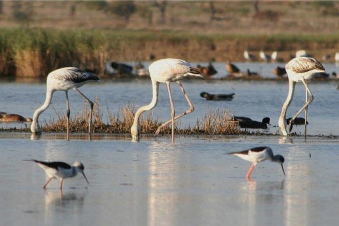 Private Half-Day Boat Tour in Ria Formosa From Faro - Tour Accessibility