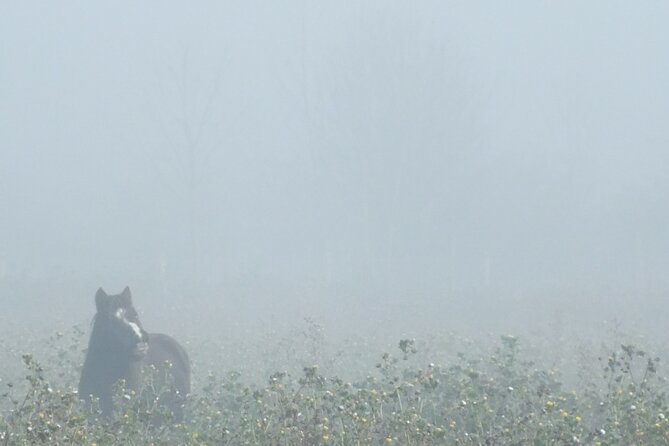 Private Miniature Horse Walking Near Lincoln - Amenities and Attire