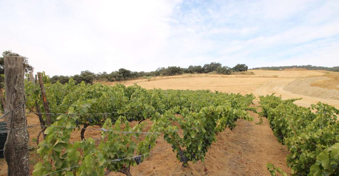 Private Winery Tour and Visit to Ronda - Rondas Historic Significance