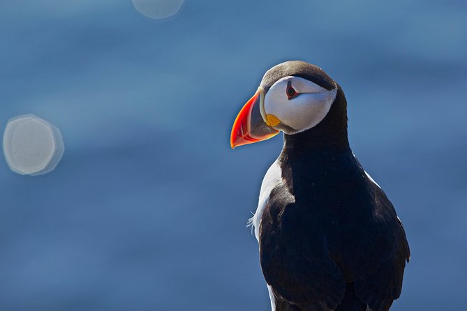 Puffin Cruise With Expert Tour Guide From Reykjavik - Additional Information About the Tour