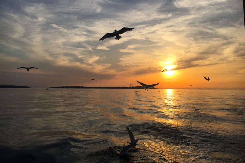 Pula: Dolphin Watching Sunset Cruise With Dinner & Drinks - Accessibility and Amenities