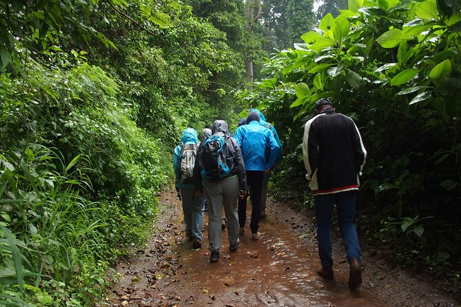 Rau Forest Nature Walk (One Trip - One Tree) - Accessibility and Medical Considerations