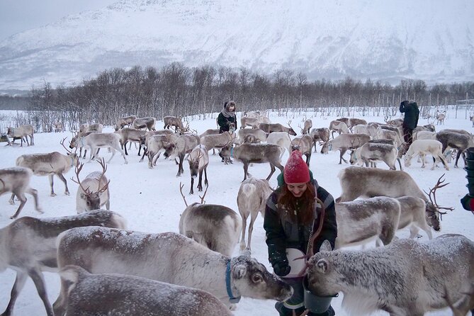 Reindeer Feeding & Saami Culture - Savory Lunch Break