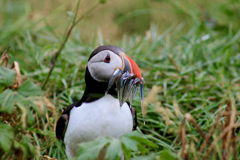 Reykjavik: 1-Hour Puffin Watching Tour - Yacht to Puffin Breeding Grounds