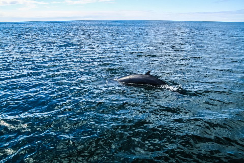 Reykjavik: Whale Watching and Marine Life Cruise - Meeting Point and Check-in