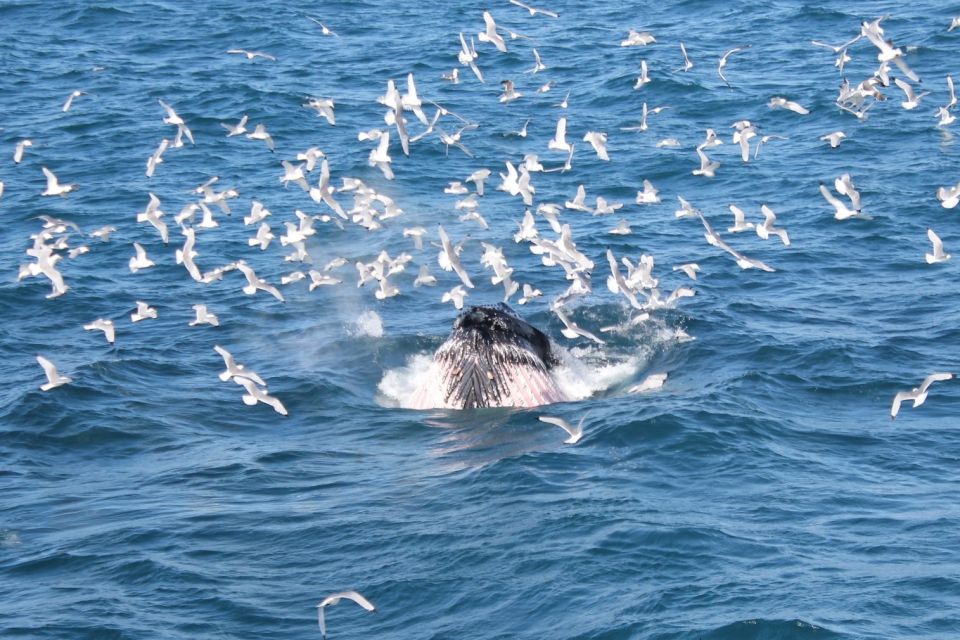 Reykjavik: Whale Watching Excursion & Whale Exhibition - Inclusions and Exclusions