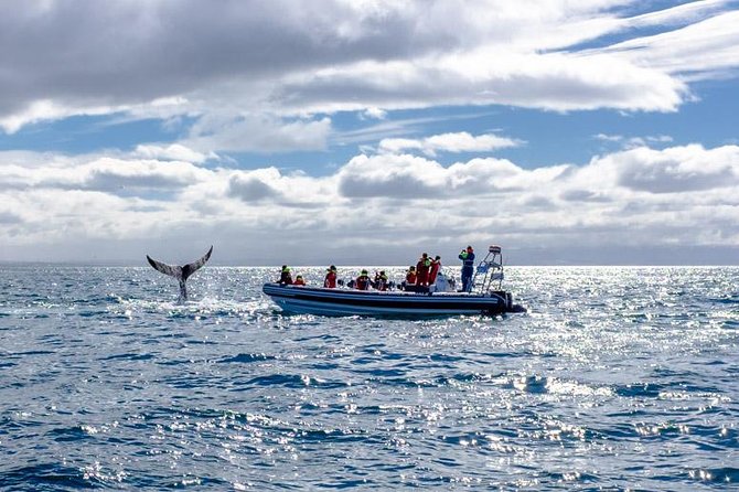 RIB Whale Watching Small-Group Boat Tour From Reykjavik - Duration and Group Size