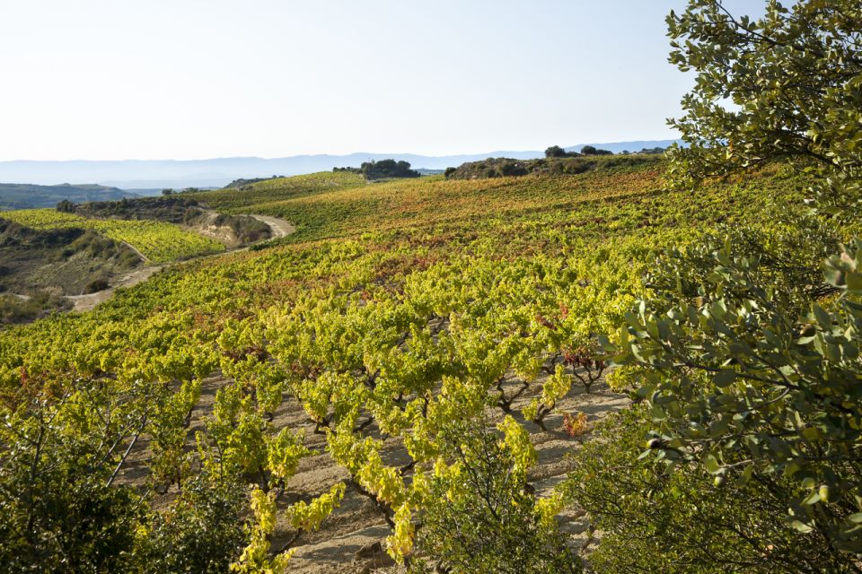 Rioja Winery & Traditional Lunch From Pamplona or Logroño - Winery Tour and Tasting