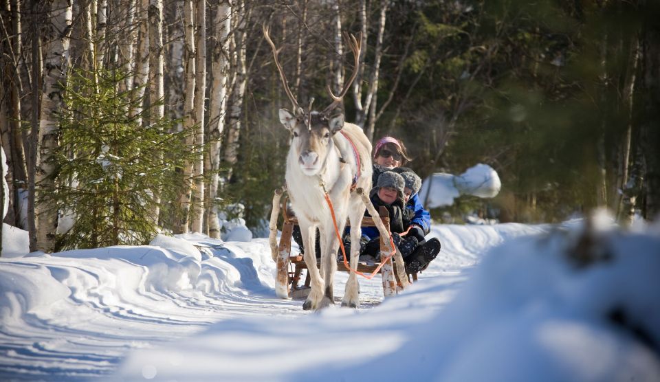 Rovaniemi: Evening Reindeer Safari - Booking and Pickup