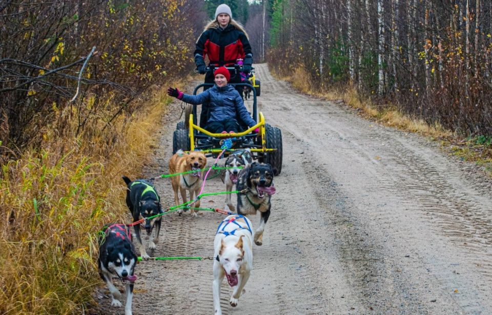 Rovaniemi: Husky Safari Tour & 6-10 Km Self-Driving Mushing - Pickup and Drop-Off