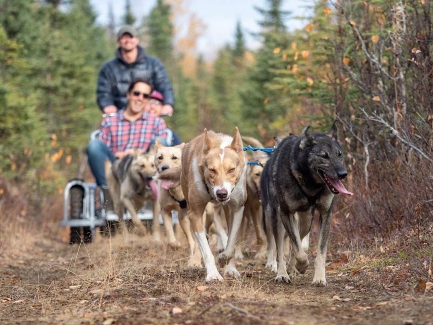 Rovaniemi: Santa Claus Village, Husky Farm, Reindeer Farm - Souvenirs and Gifts