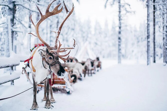 Rovaniemi Santa Claus Village Husky Reindeer Farm Arctic Museum - Cancellation Policy