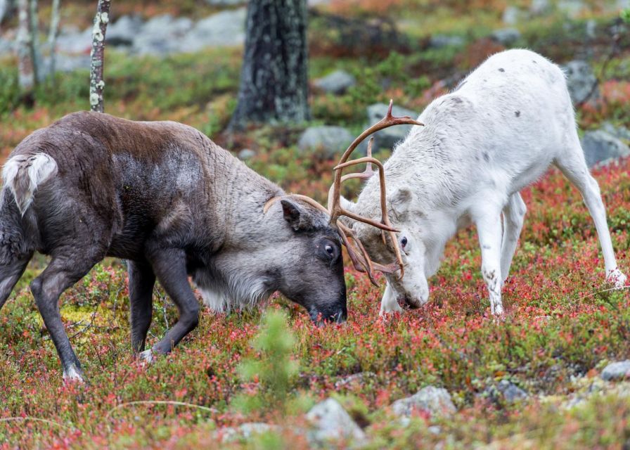 Rovaniemi: Summer Reindeer Farm Experience - Pickup and Guide