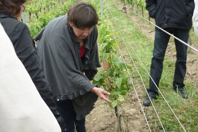 Saint-Émilion: 2 Hours - Visit of the Vineyard, the Cellar, and Tasting - The Cellar Exploration