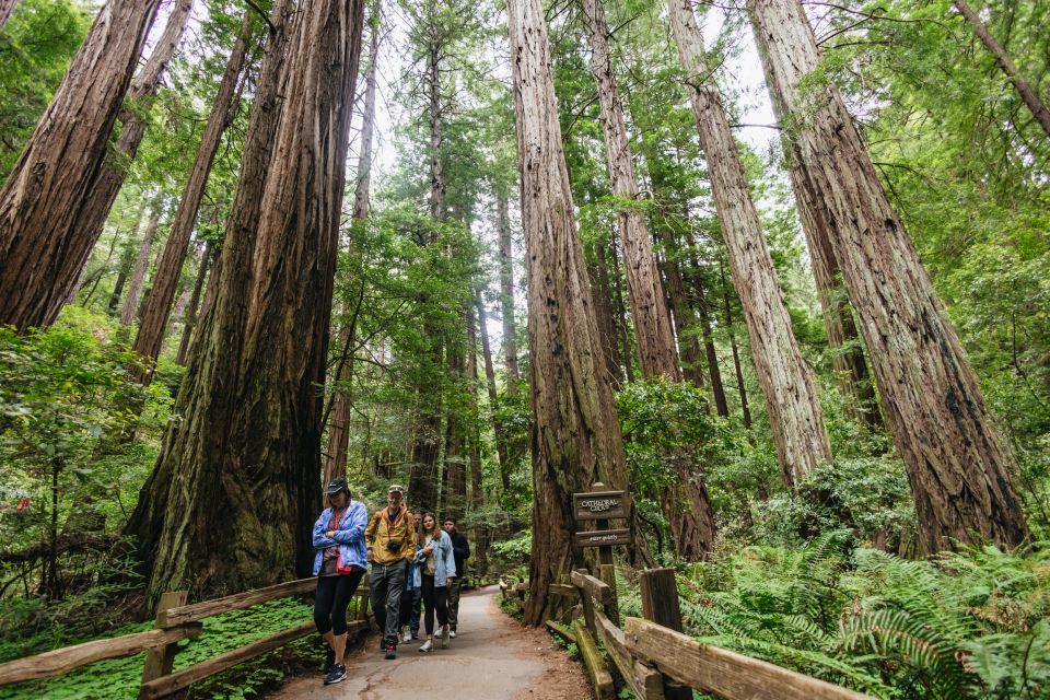 San Francisco: Muir Woods & Sausalito Tour With Ferry Option - Transportation