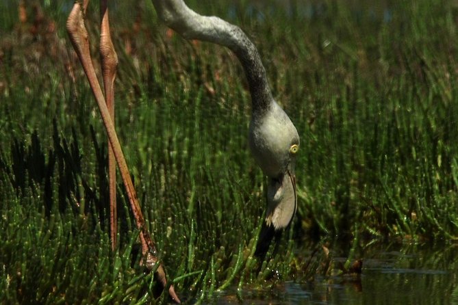 Sandwich Harbour & Pelican Point Full Day Tour - Flamingo Lagoon Sighting