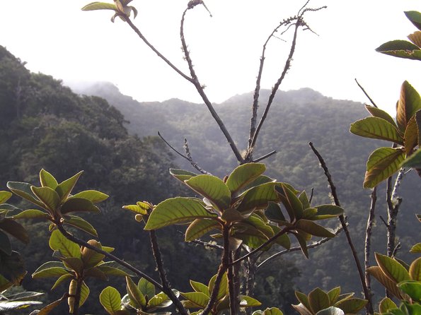 Scenic Blue Mountain Hike From Kingston - Breathtaking Scenery