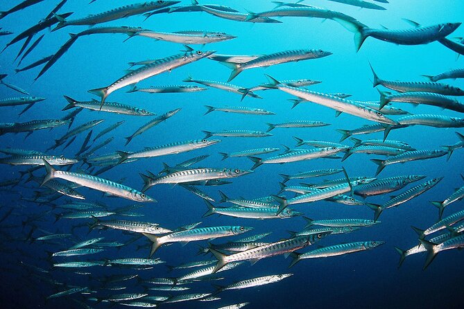 Scuba Diving Baptism and Snorkeling in Ibiza - Preparing for the Dive