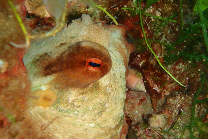 Scuba Diving in Naxos by Bluefindivers - Dive in Greece - Amazing Diving Spots - Scuba Diving Lessons